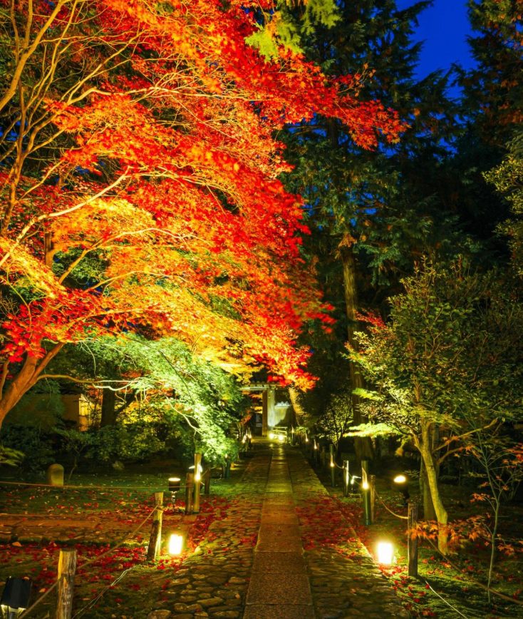 京都紅葉ライトアップ2025