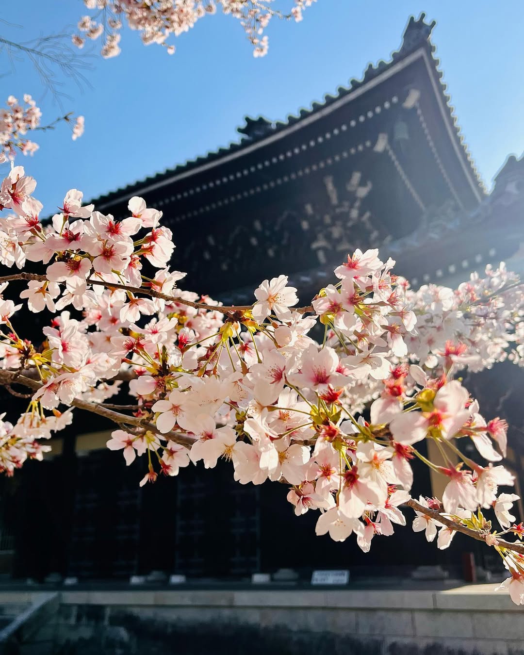南禅寺の桜