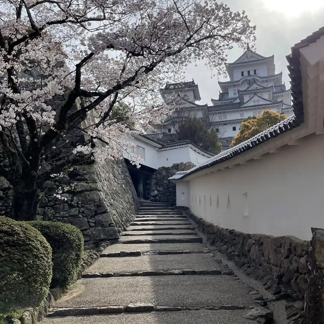 はの門南の桜