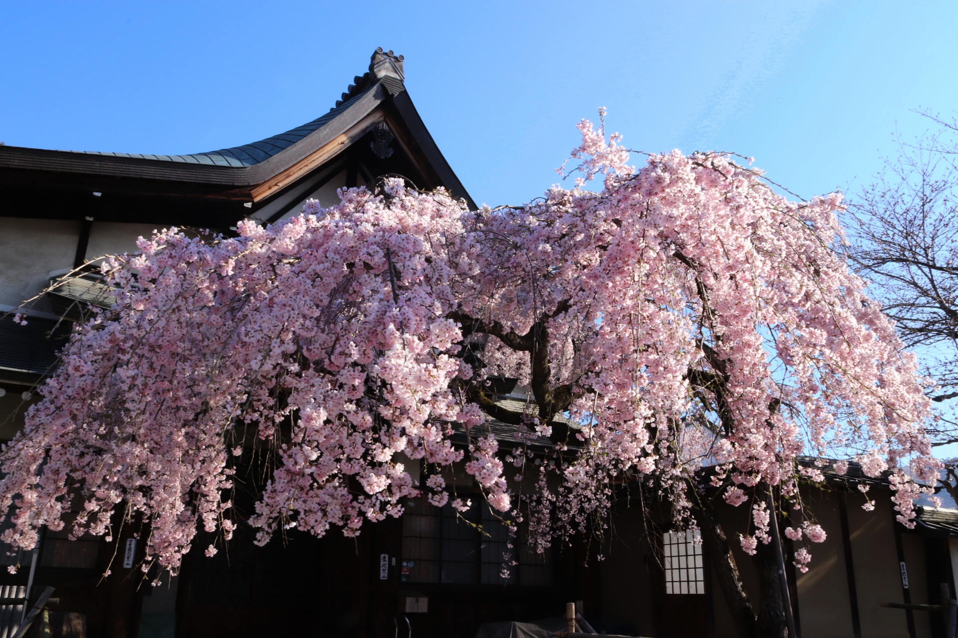 氷室神社の桜