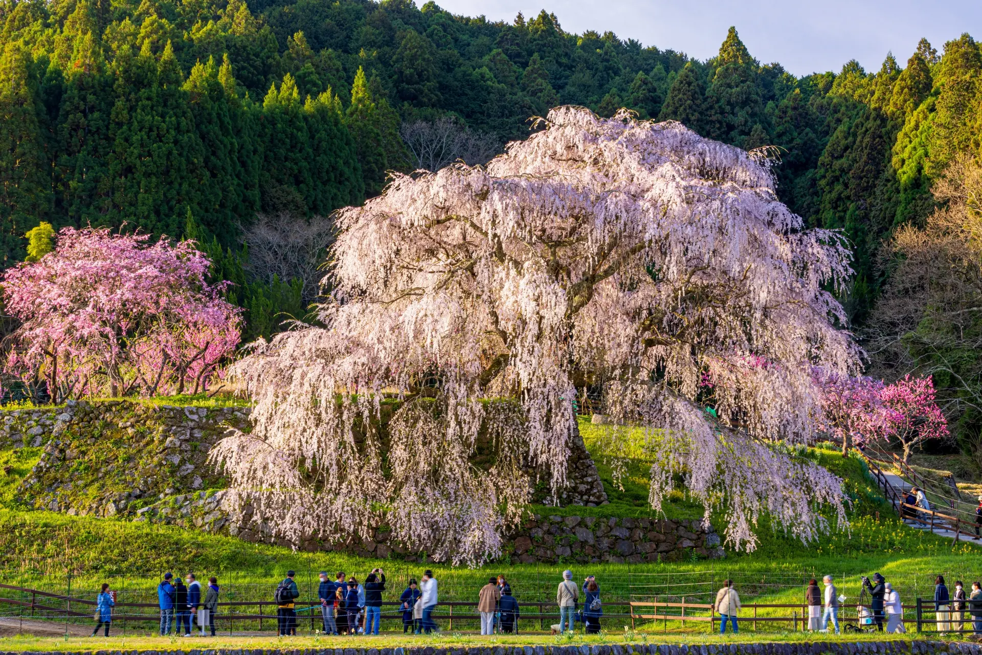 又兵衛桜の画像