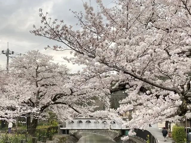 山科疏水の桜
