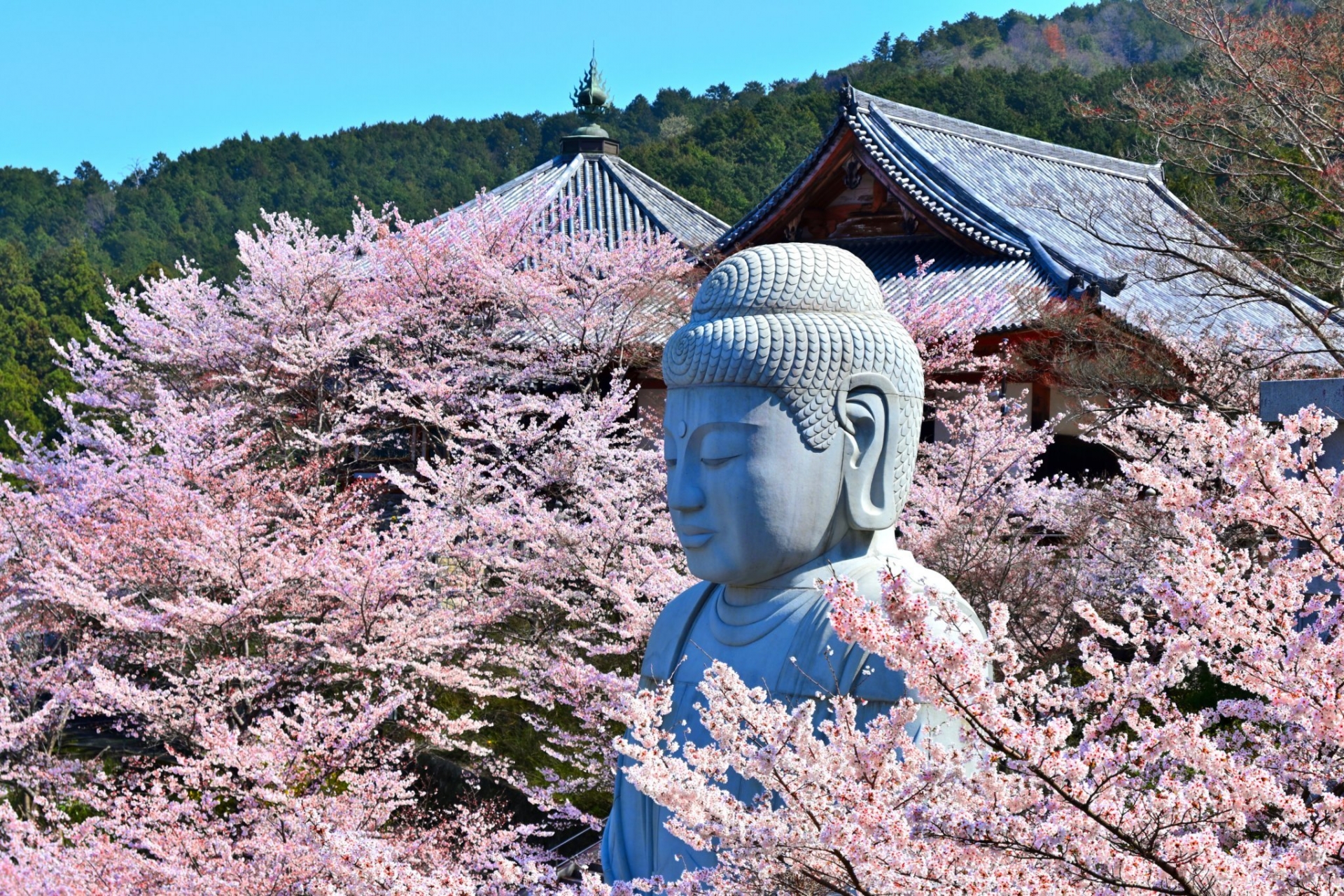 桜大仏の画像