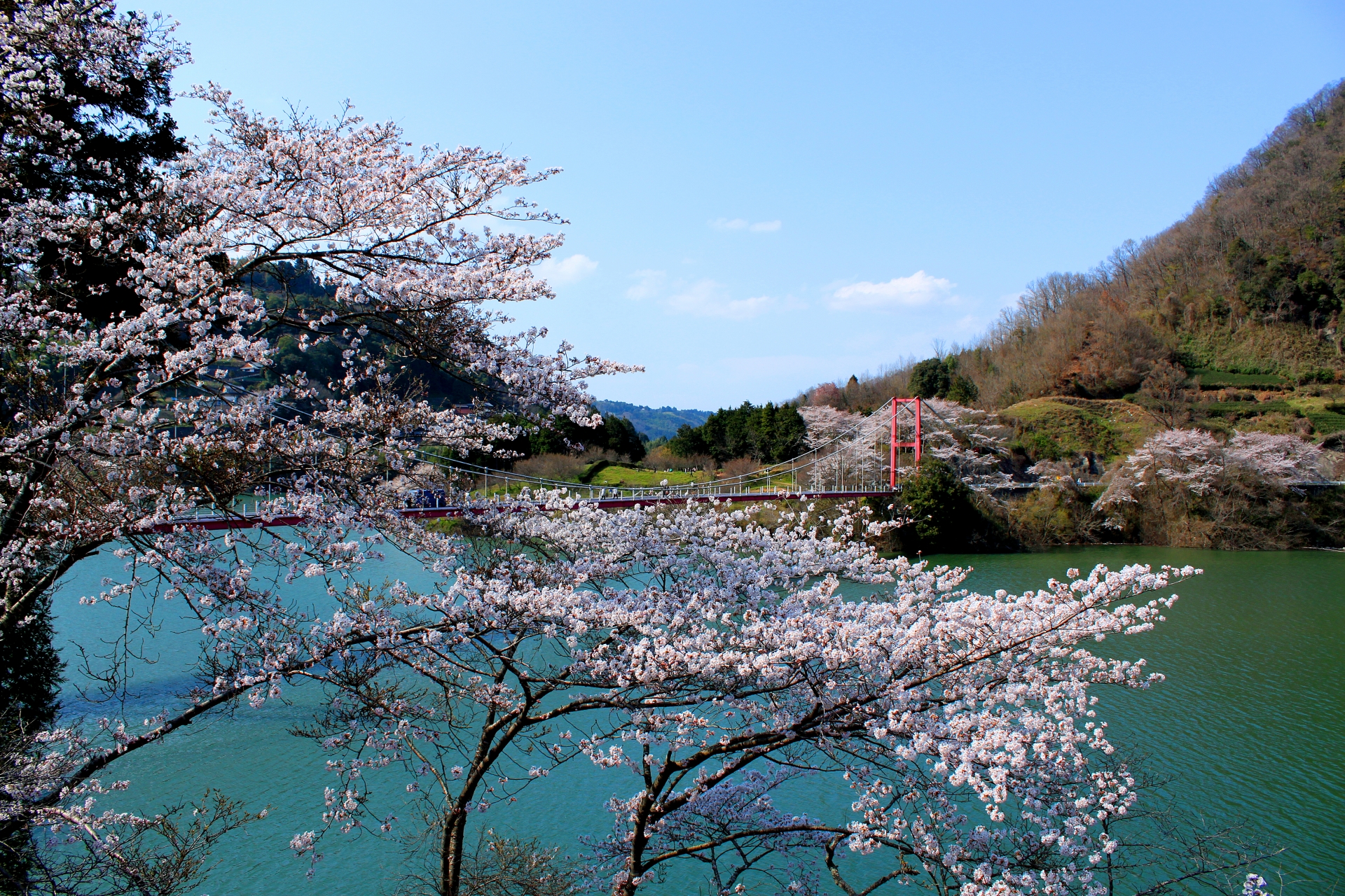 月ヶ瀬湖畔の桜