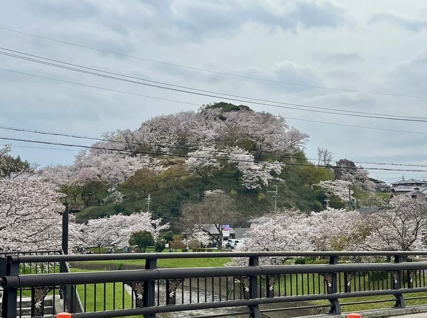 三室山の桜