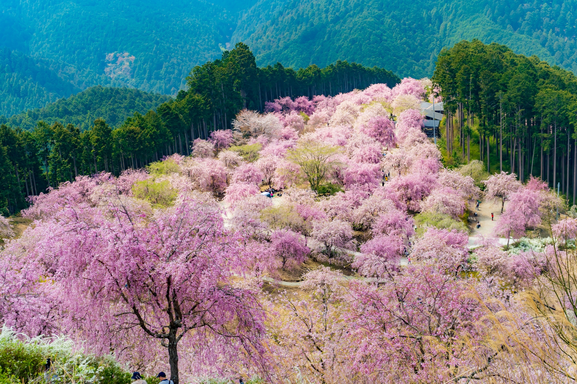高見の郷の桜の画像