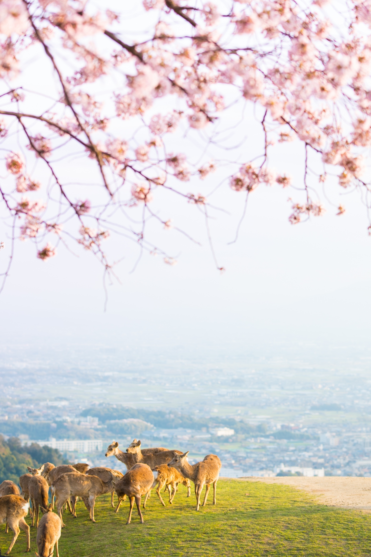 若草山山頂の桜