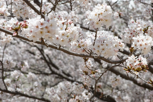千姫の小径の桜