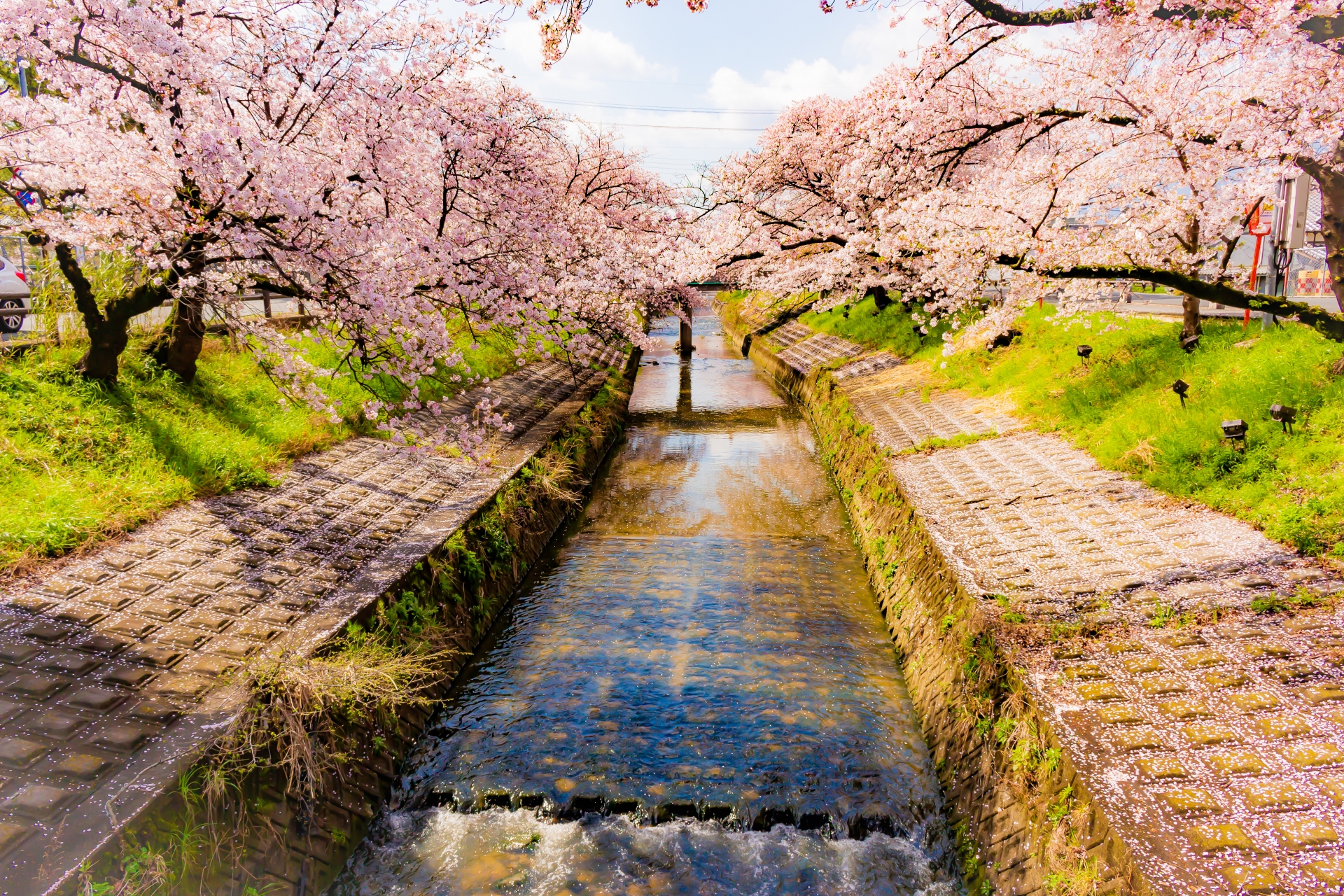 高田千本桜の画像