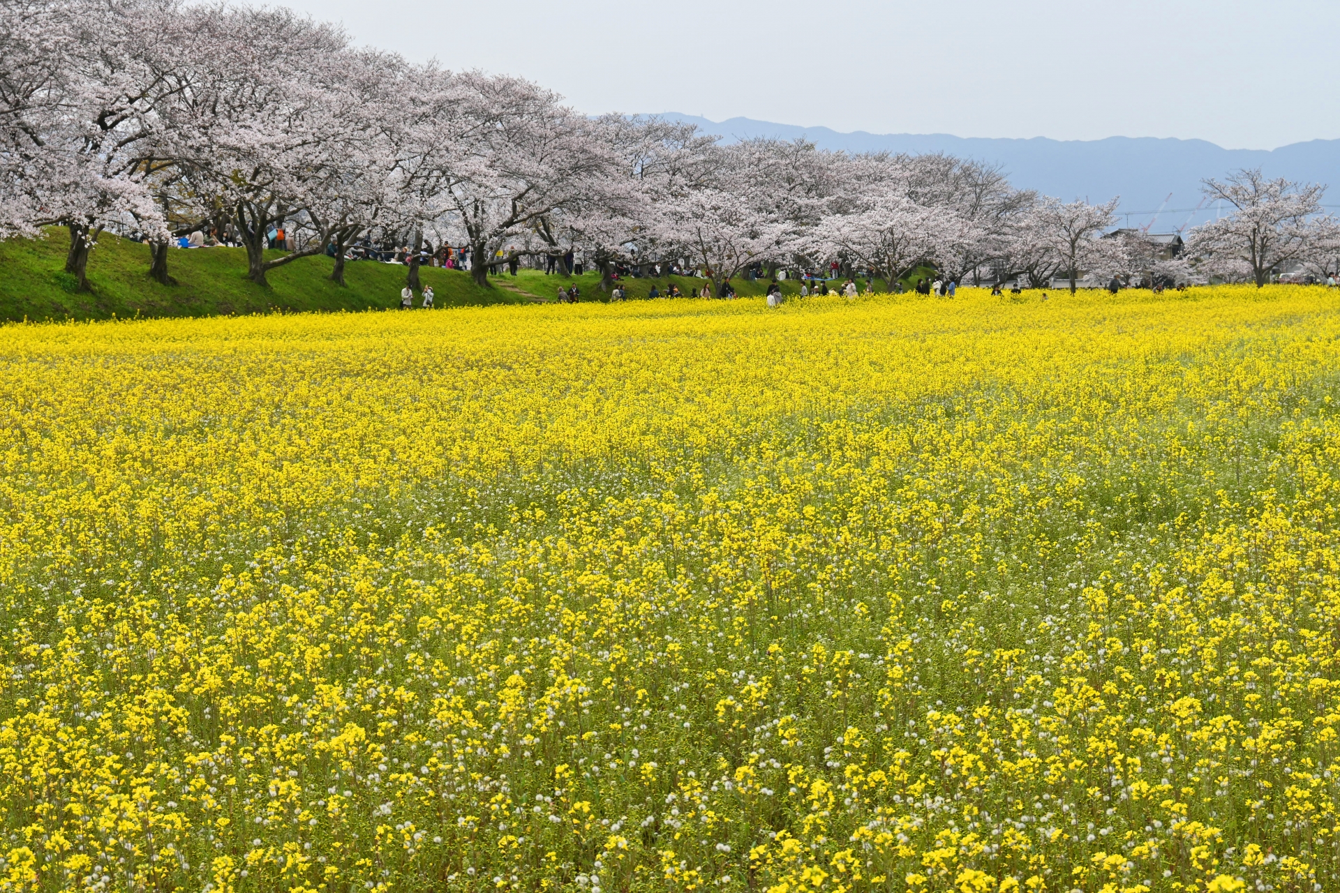 藤原宮跡の桜