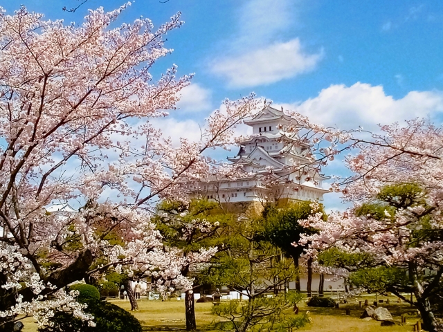 シロトピア記念公園の桜