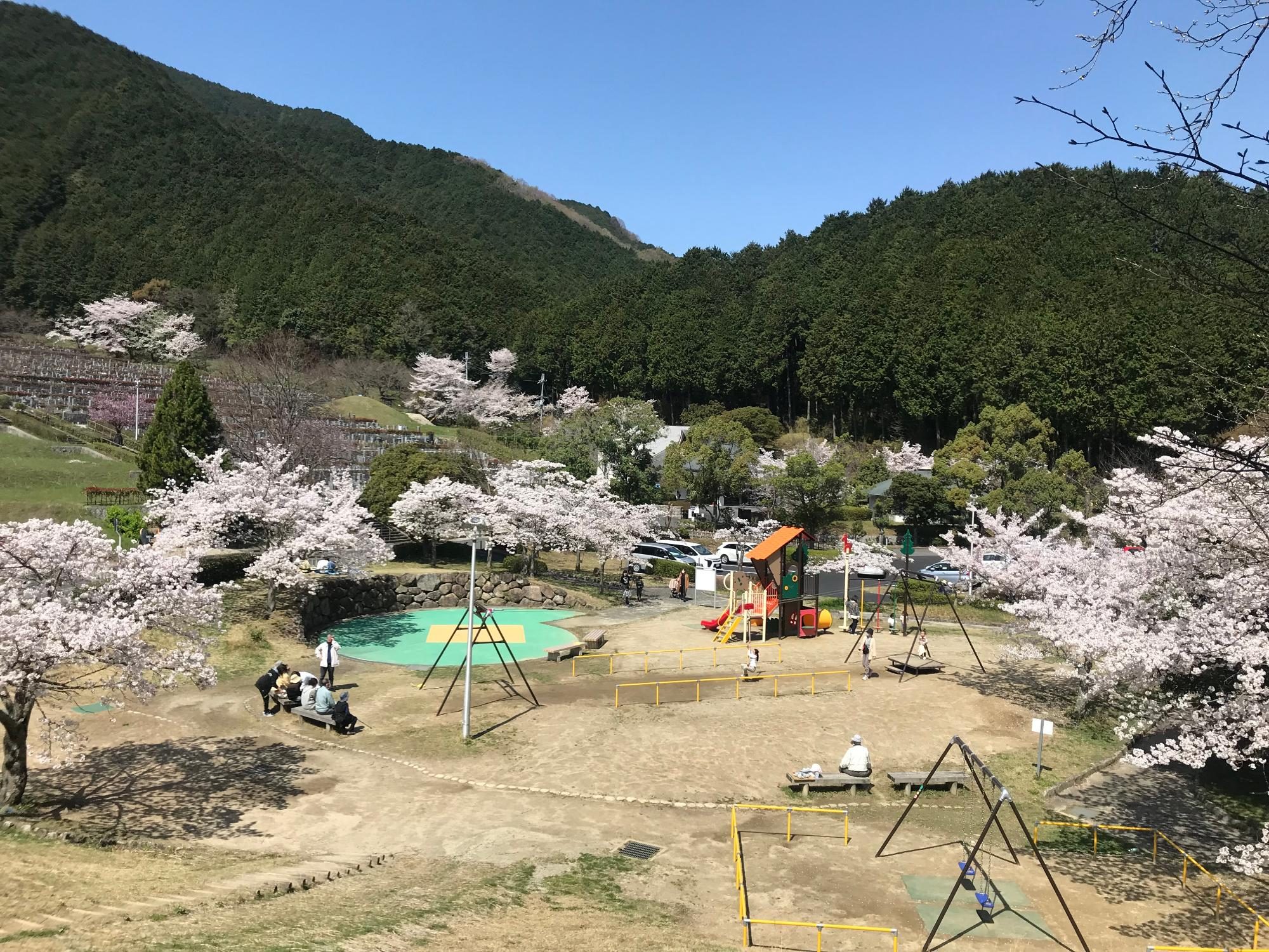 葛城山麓公園の桜
