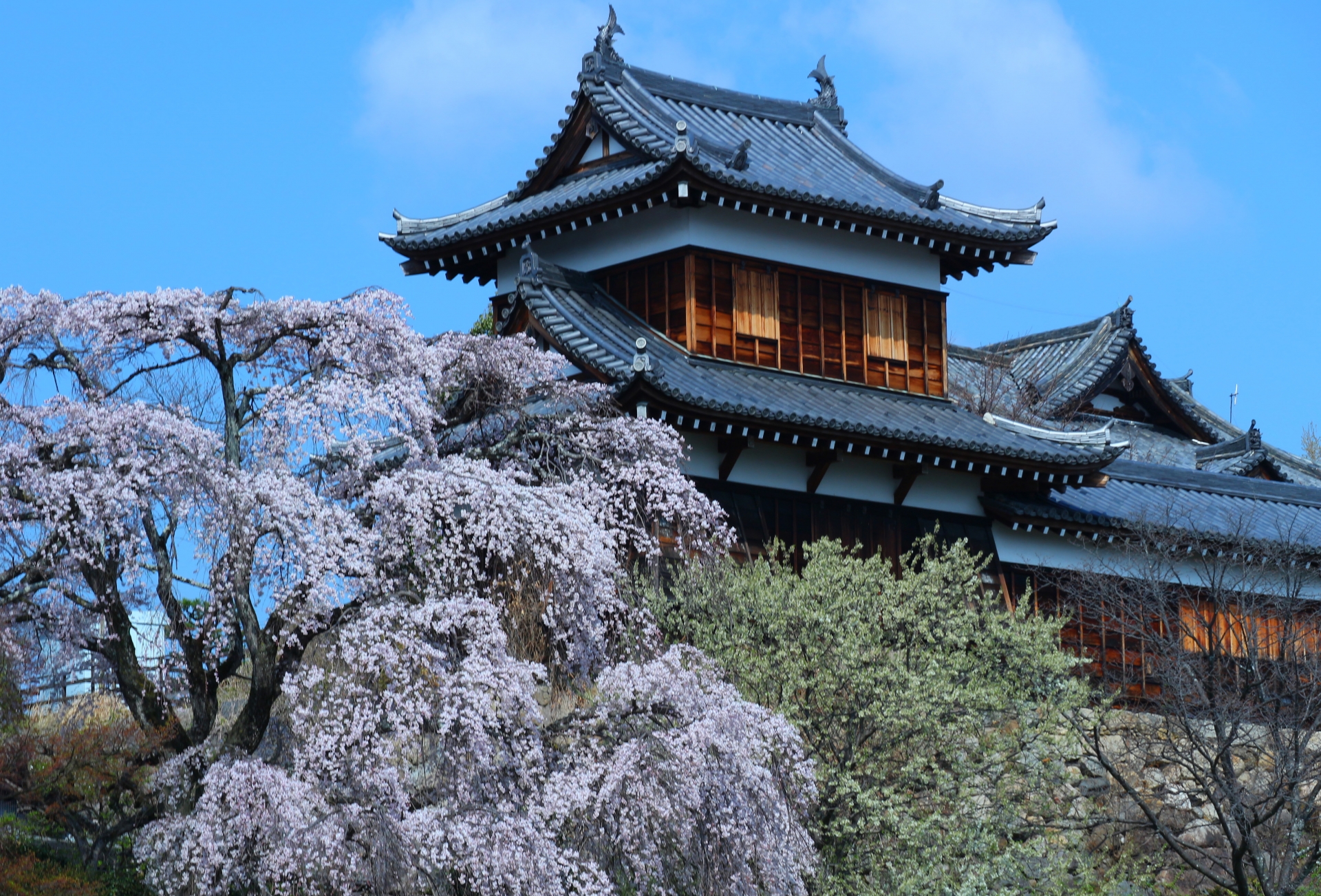 郡山城跡の桜