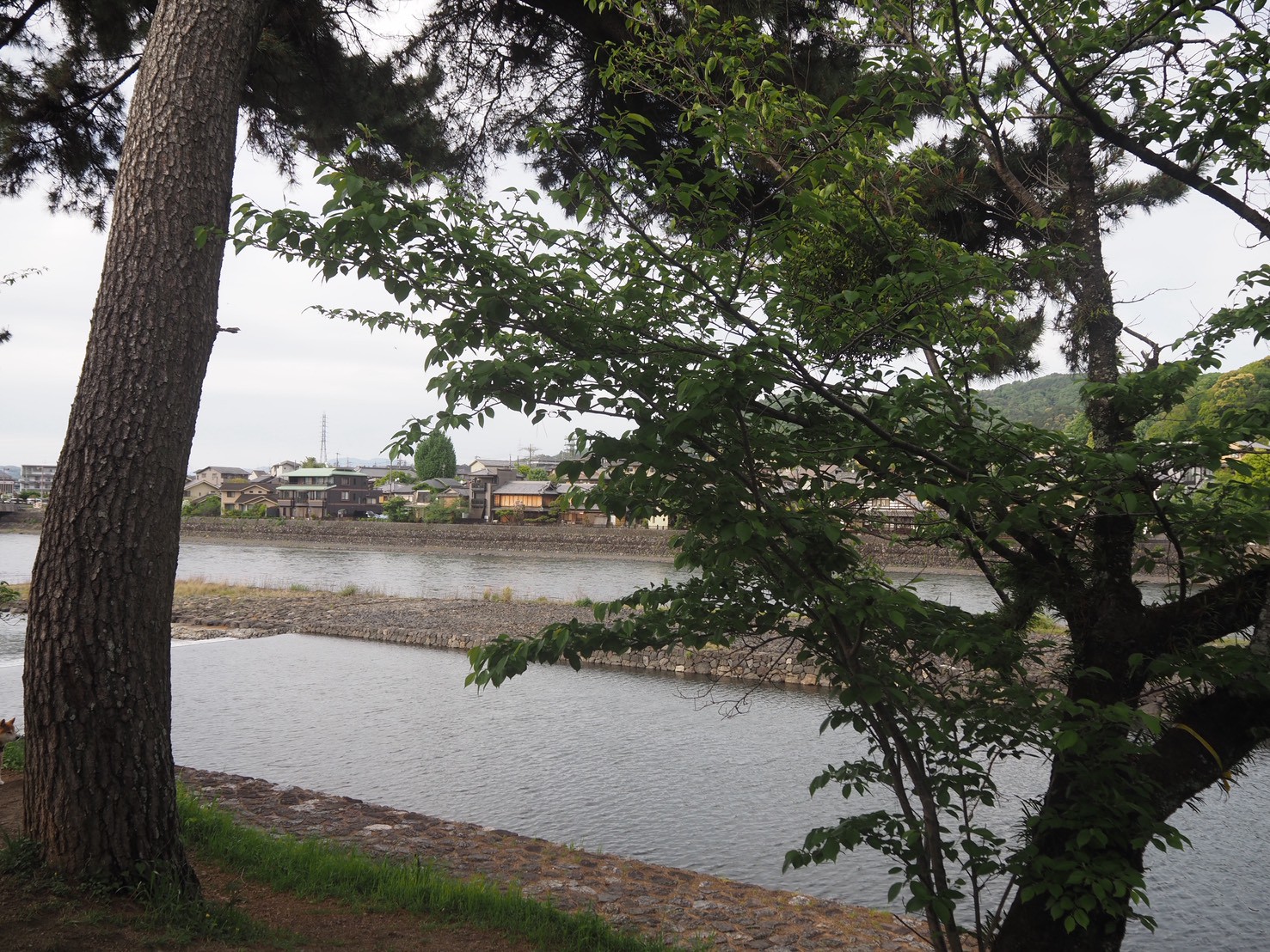 平等院表参道 竹林 立地