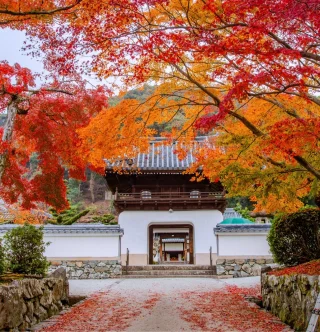 興聖寺 紅葉