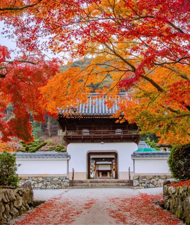 興聖寺 紅葉